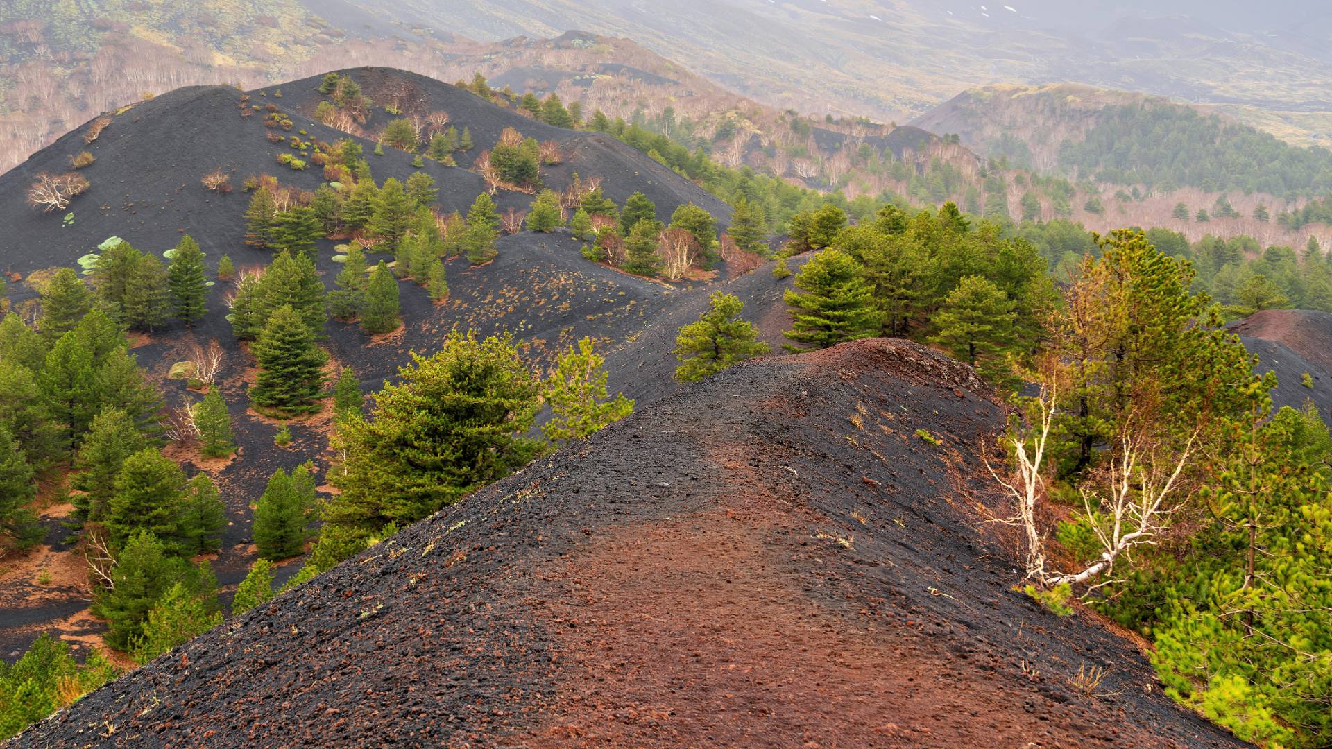Die rötliche Färbung des vulkanischen Bodens entsteht durch die Oxidation von Eisenmineralien in den Gesteinen. Wenn Eisen mit Sauerstoff in Kontakt kommt, rostet es und verleiht dem Gestein eine rötliche oder bräunliche Färbung. Dieser Prozess ist besonders intensiv, wenn das Gestein feucht ist und mit Luft reagiert. Auch andere Mineralien, die im vulkanischen Gestein enthalten sind, können zu unterschiedlichen Farbgebungen beitragen. Zum Beispiel können bestimmte Schwefelverbindungen zu gelben oder grünlichen Verfärbungen führen.